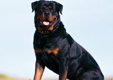 guard dogs