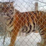 Where Are Exotic Pets Allowed?