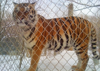exotic pets tiger