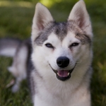 If You’re A Husky Fan, Then You’ll Love the Alaskan Klee Kai