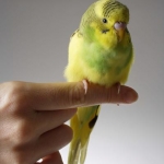How Should You Care for Your Budgie?