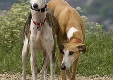 greyhound adoption