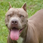 Should Pit Bulls be Sterilized to End the Breed?