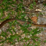 Is Killing an Invasive Species Wrong?