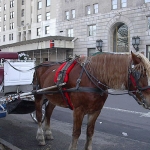 NYC Carriage Horses Become Part of Mayoral Race