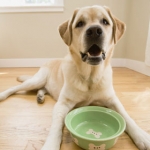 Salmonella Poisoning In Pet Food