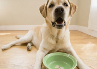 pet food recall