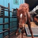 Video Adds Fuel to the New Mexico Horse Slaughter Controversy