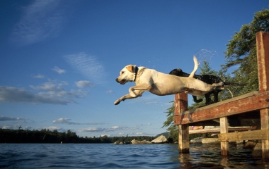 www.allpetnews.com/wp-content/uploads/2013/04/lake-jump-labrador-dogs-water-dog-animals-380x240.jpg