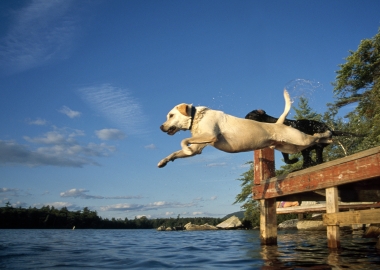 water dogs