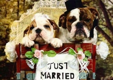 pet wedding