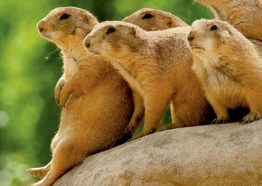 prairie dogs