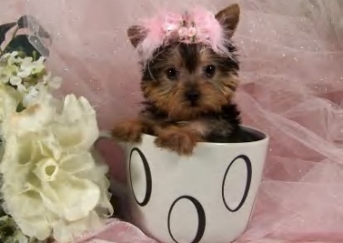 teacup dogs