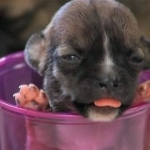 Meet A True Survivor, Tiny Beyonce