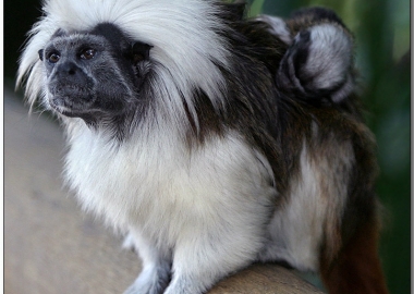 monkey