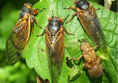 cicada