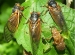 cicada