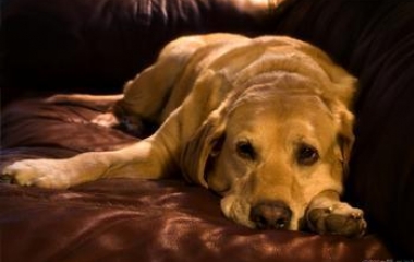dog psychology