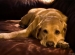 dog psychology