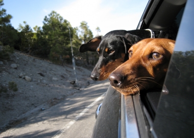 driving with dogs