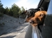 driving with dogs