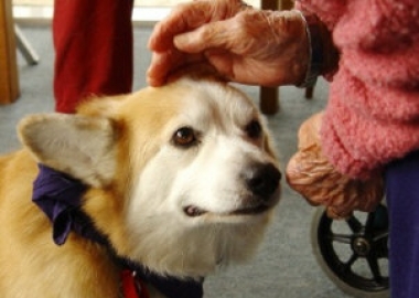 therapy dogs