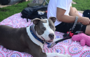 activities for dogs