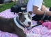 activities for dogs