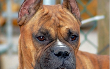 ear cropping
