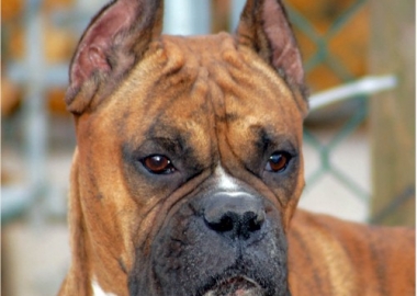 ear cropping