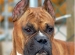 ear cropping