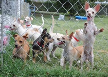 animal hoarders