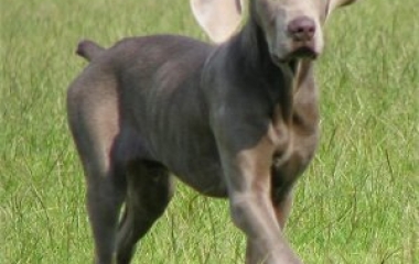 dog breeds for running