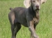 dog breeds for running