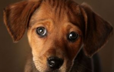 puppy lemon laws