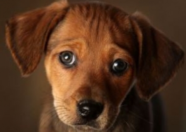 puppy lemon laws
