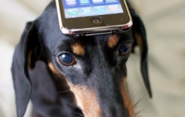 pet apps