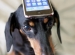 pet apps