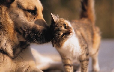 rescue animals
