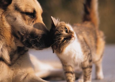 rescue animals