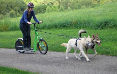 dog scootering