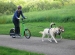dog scootering