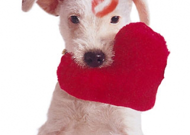 american heart association