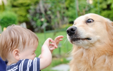 dog bite prevention