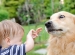 dog bite prevention