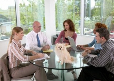 pets at work