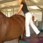 Animal Chiropractors: What to Know