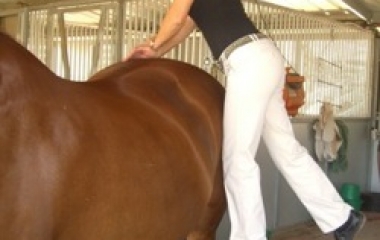 animal chiropractor