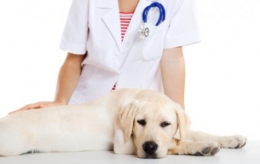 banfield pet hospital