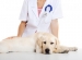 banfield pet hospital